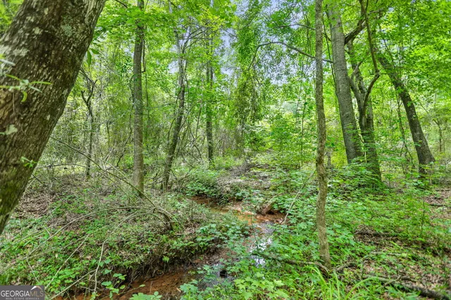 a view of a lush green forest