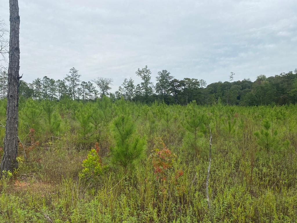 250 Adams Mill Road Clayton, AL 36016 - Photo 48 of 74