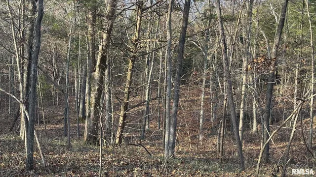 a view of dirt yard with a large tree