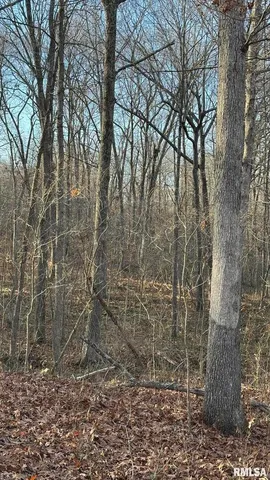 a view of a yard with trees