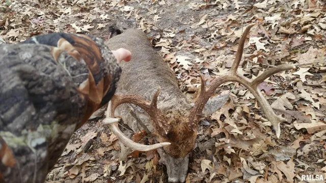 a view of a yard with trees