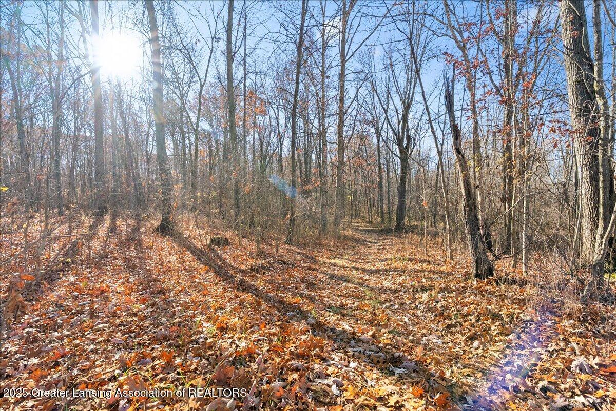 3294 Green Road St. Johns, MI 48879 - Photo 54 of 60 Beautiful woods