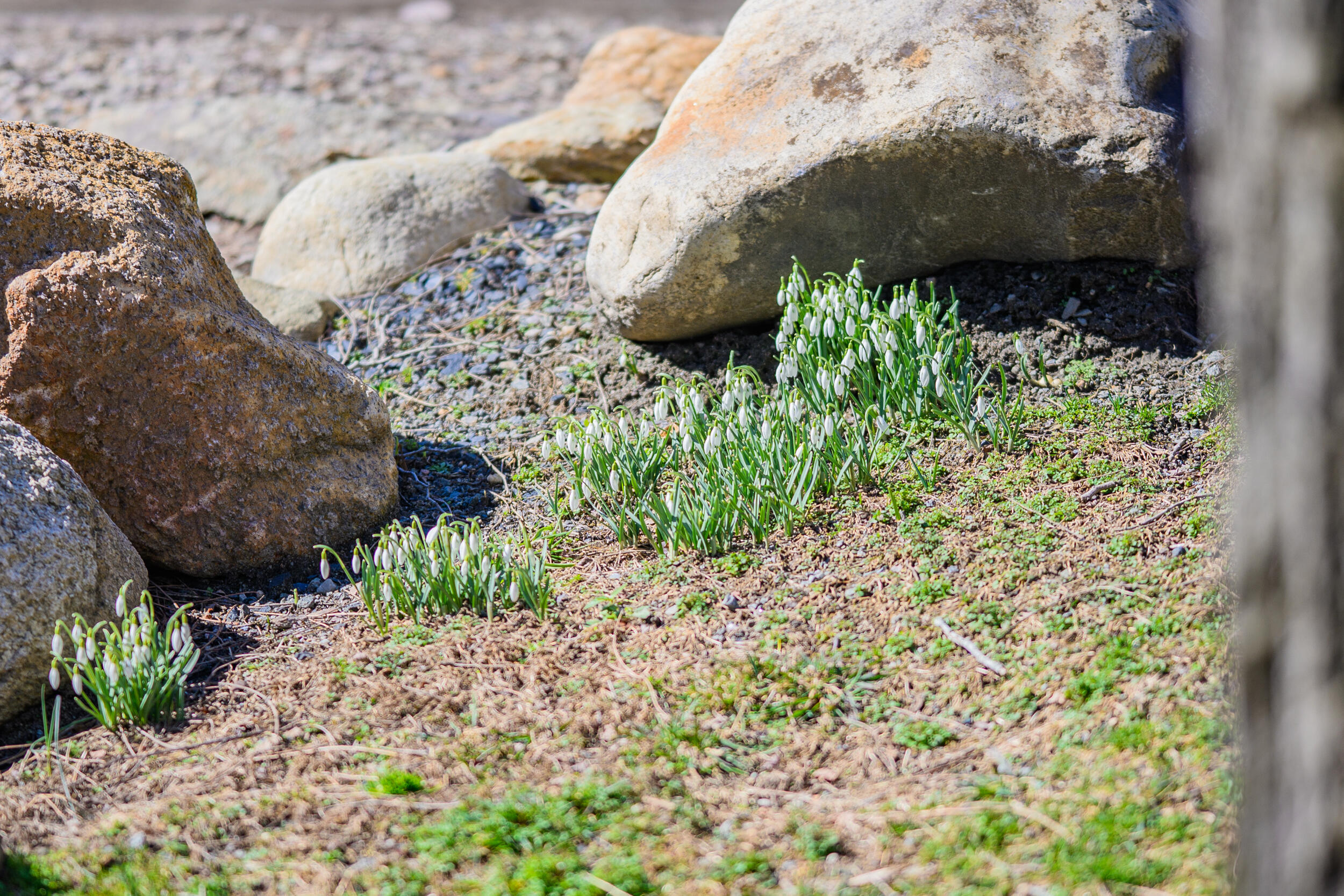 309 Great Fields Road Brewster, MA 02631 - Photo 6 of 44 309GF RockWFlowers