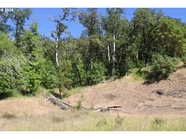 a view of a yard with a tree