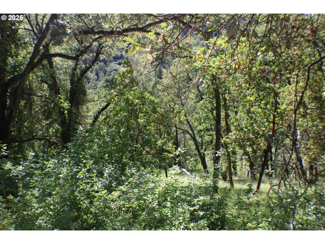 a view of a large yard with plants and large trees