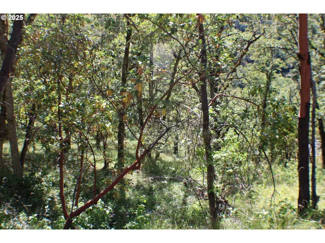 a view of a yard with a tree