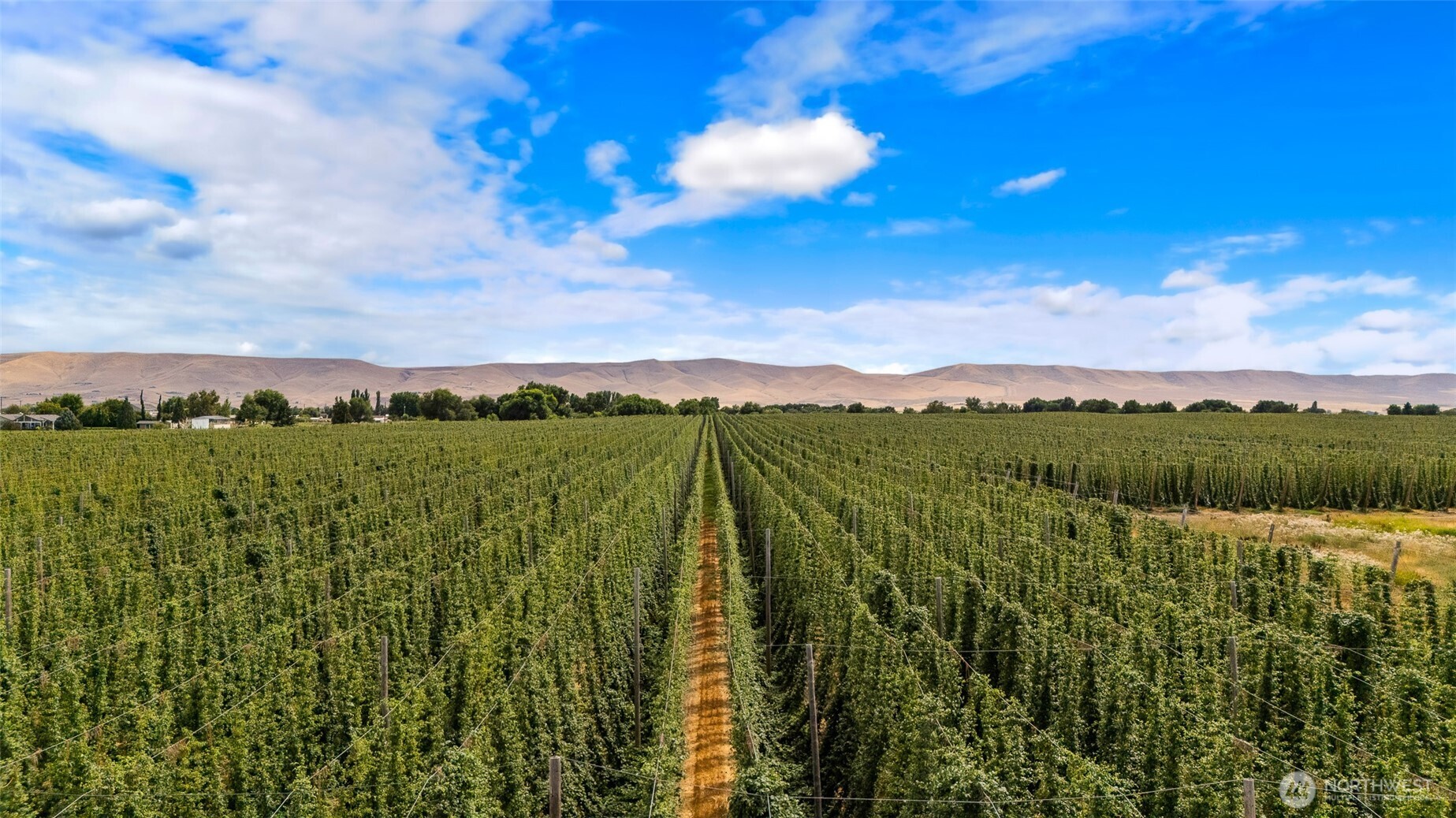 1 Apricot Road Grandview, WA 98930 - Photo 4 of 4 a view of a city with lush green forest