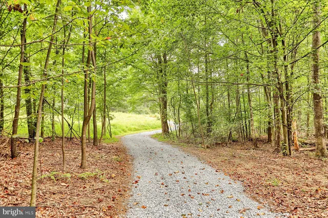 a view of a yard with plants