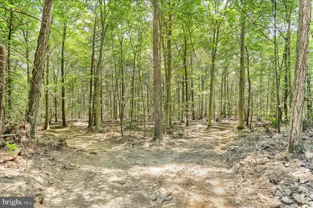 a view of outdoor space with lots of trees