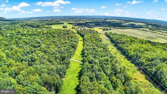 a view of a green yard with large trees