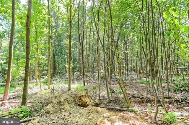 a view of a field with trees in the background