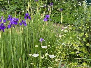 31 Wilson Boulevard Poughkeepsie, NY 12603 - Photo 23 of 36 a view of a flower in a garden