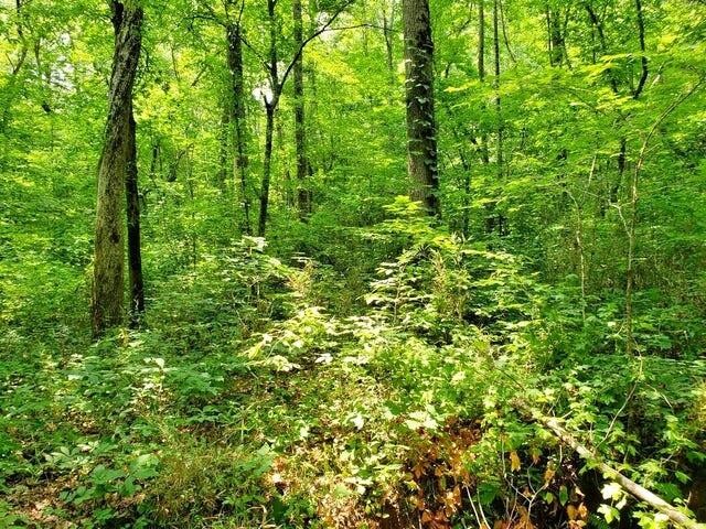 169 County Road 188 Decatur, TN 37322 - Photo 13 of 24