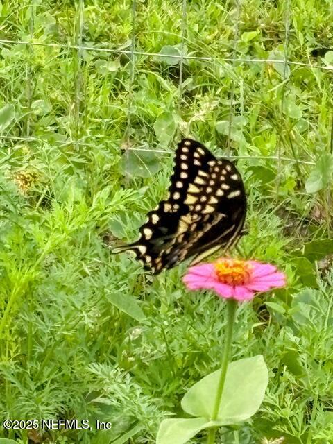 5802 Manning Cemetery Road Jacksonville, FL 32234 - Photo 84 of 117 Nature