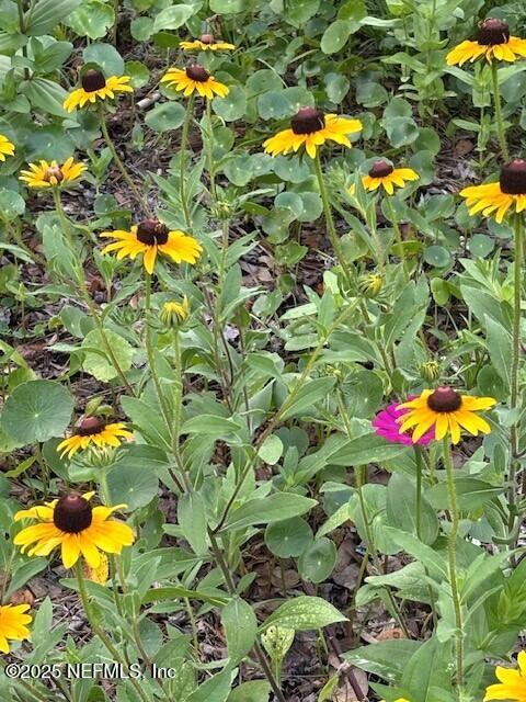 5802 Manning Cemetery Road Jacksonville, FL 32234 - Photo 85 of 117 Colorful Landscaping