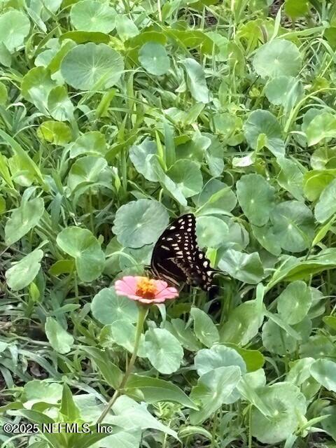 5802 Manning Cemetery Road Jacksonville, FL 32234 - Photo 86 of 117 Nature