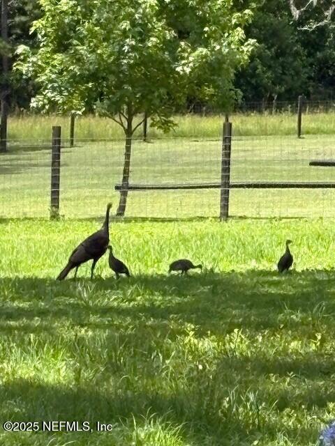 5802 Manning Cemetery Road Jacksonville, FL 32234 - Photo 87 of 117 Wild Turkeys