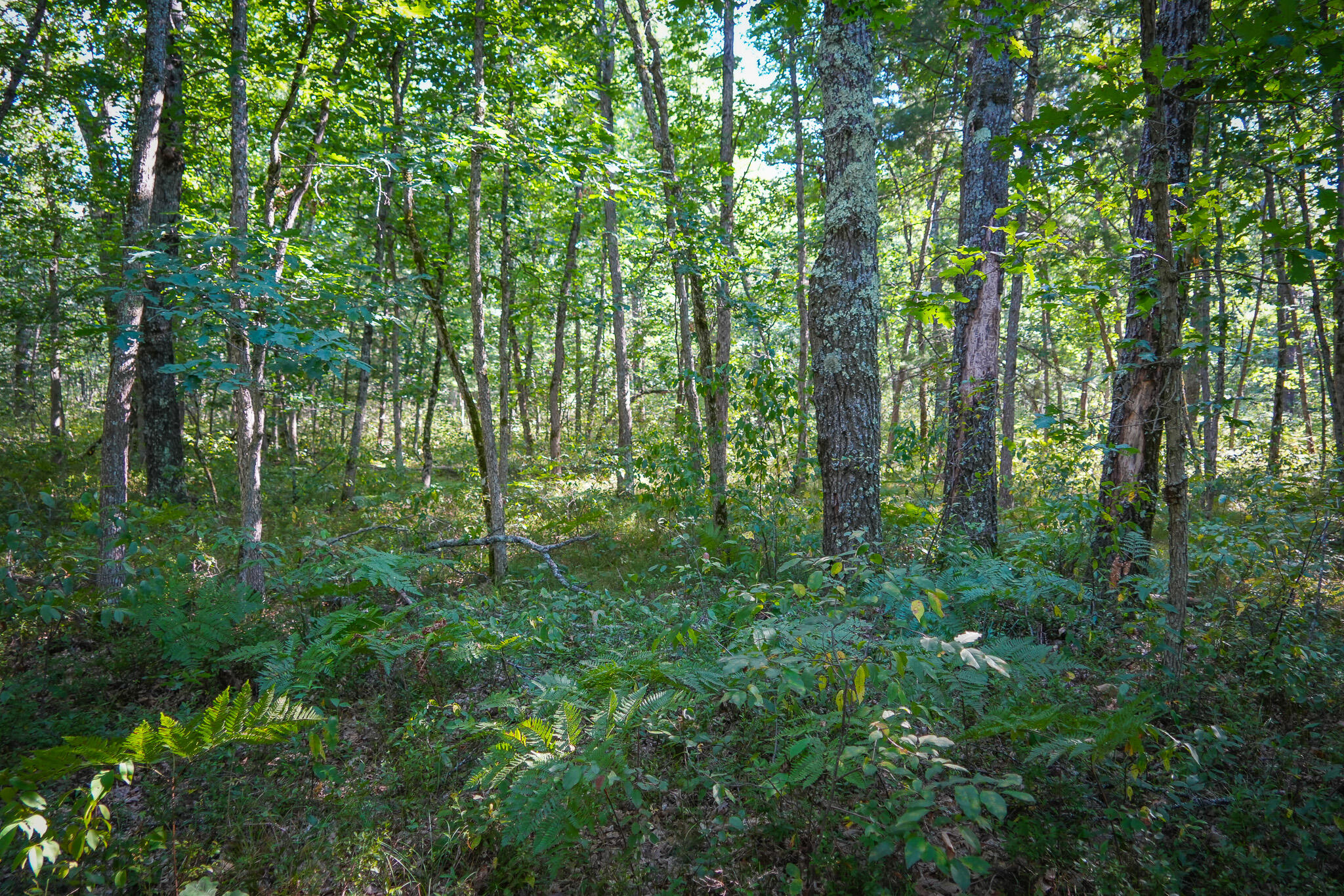 10 West Mile Road Irons, MI 49644 - Photo 28 of 42 DSC01420