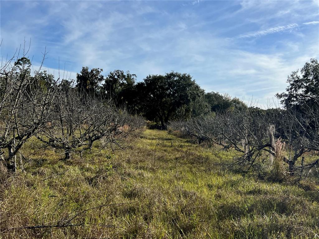 18250 Ravenswood Road Altoona, FL 32702 - Photo 21 of 41