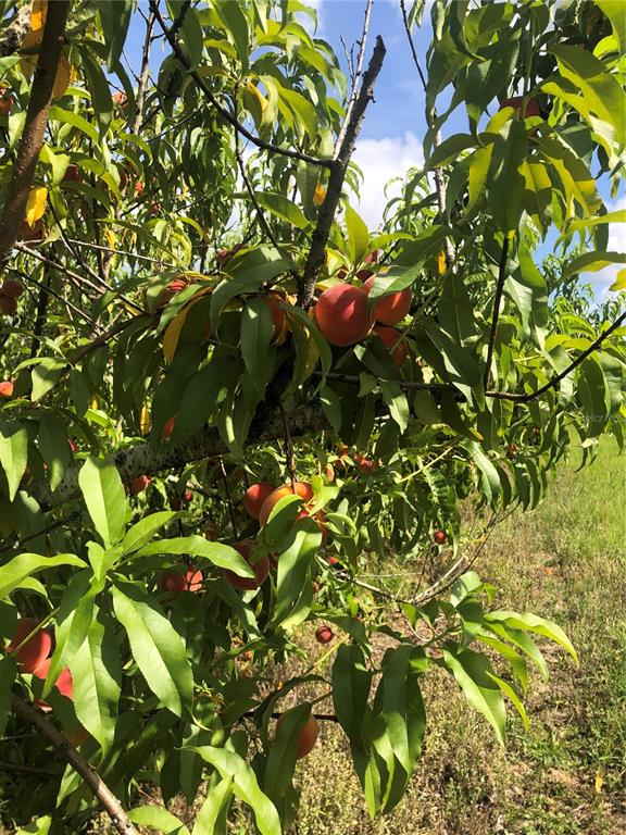 18250 Ravenswood Road Altoona, FL 32702 - Photo 38 of 41