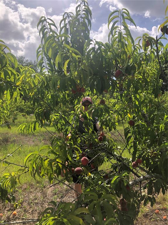 18250 Ravenswood Road Altoona, FL 32702 - Photo 39 of 41