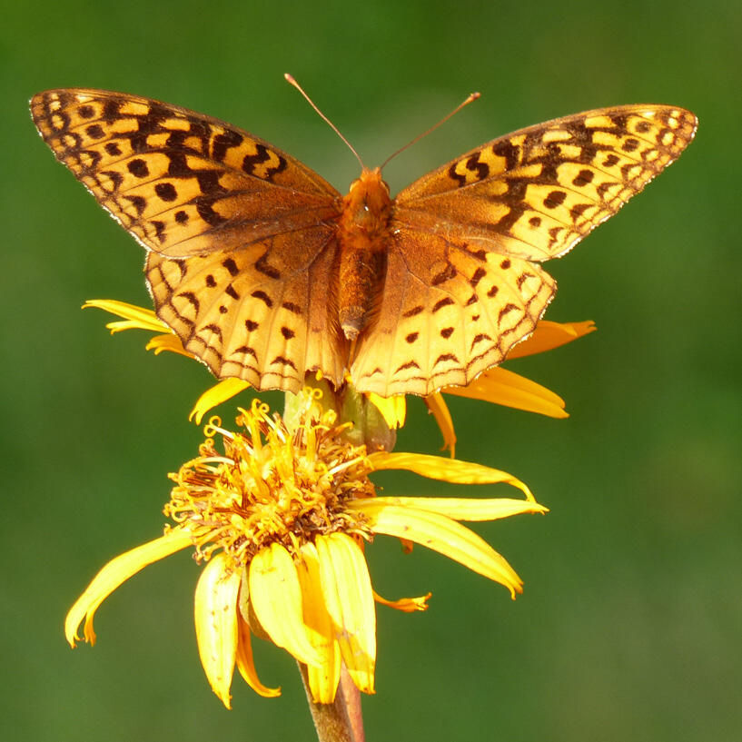 10 Chase Mill Road Limington, ME 04049 - Photo 125 of 155 Meadow Fritillary