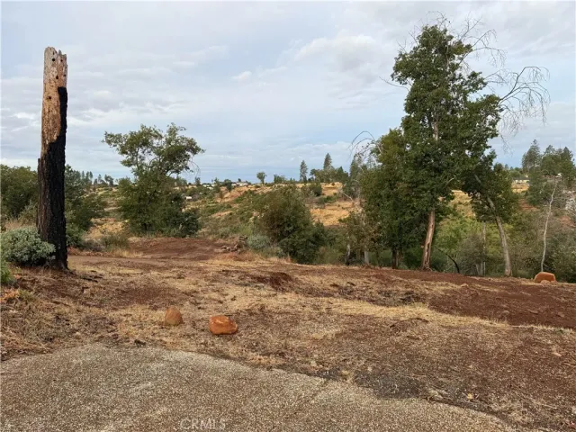 a view of a yard with trees