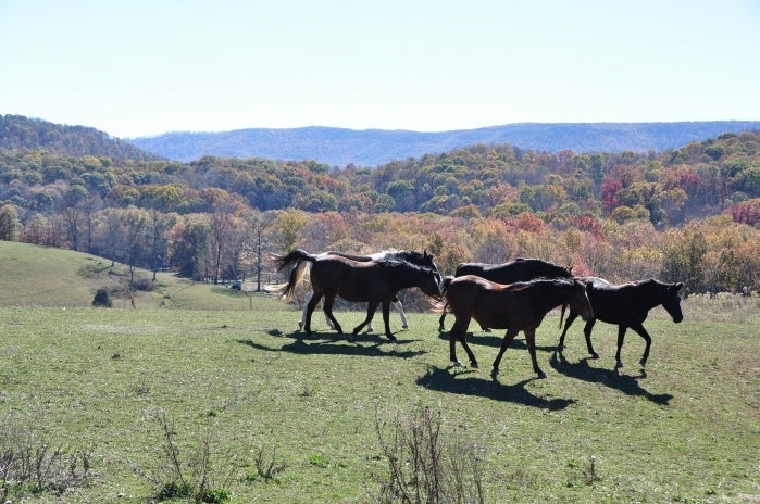 101 Grassy Meadows Road Alderson, WV 24910 - Photo 35 of 40 Grassy Meadows Farm - Tour 23