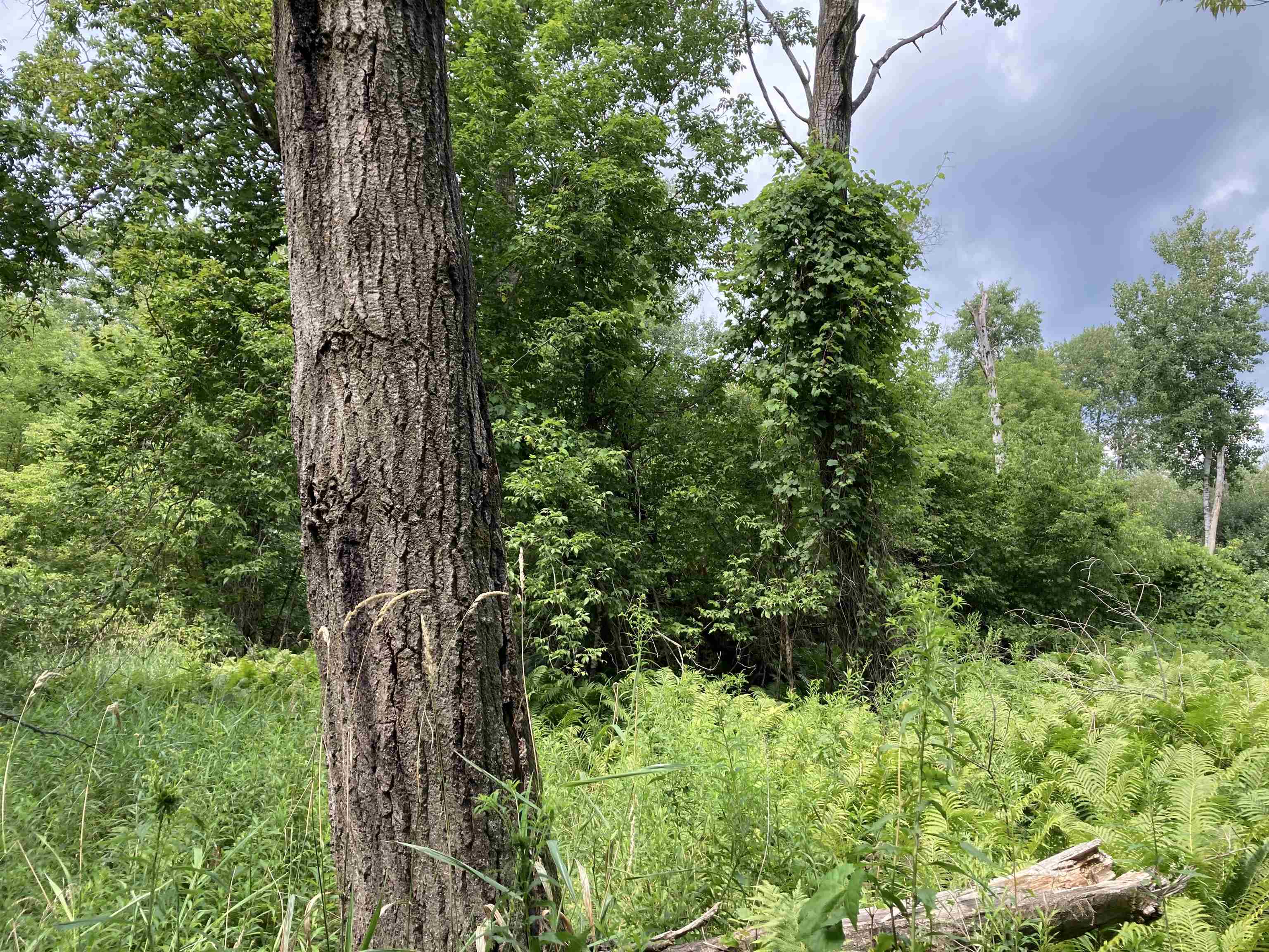 N/a Beachwood Road Rose City, MI 48654 - Photo 12 of 20 1947885-C069ECA8-DA38-4B77-98F1-37BF2B38A499.JPG