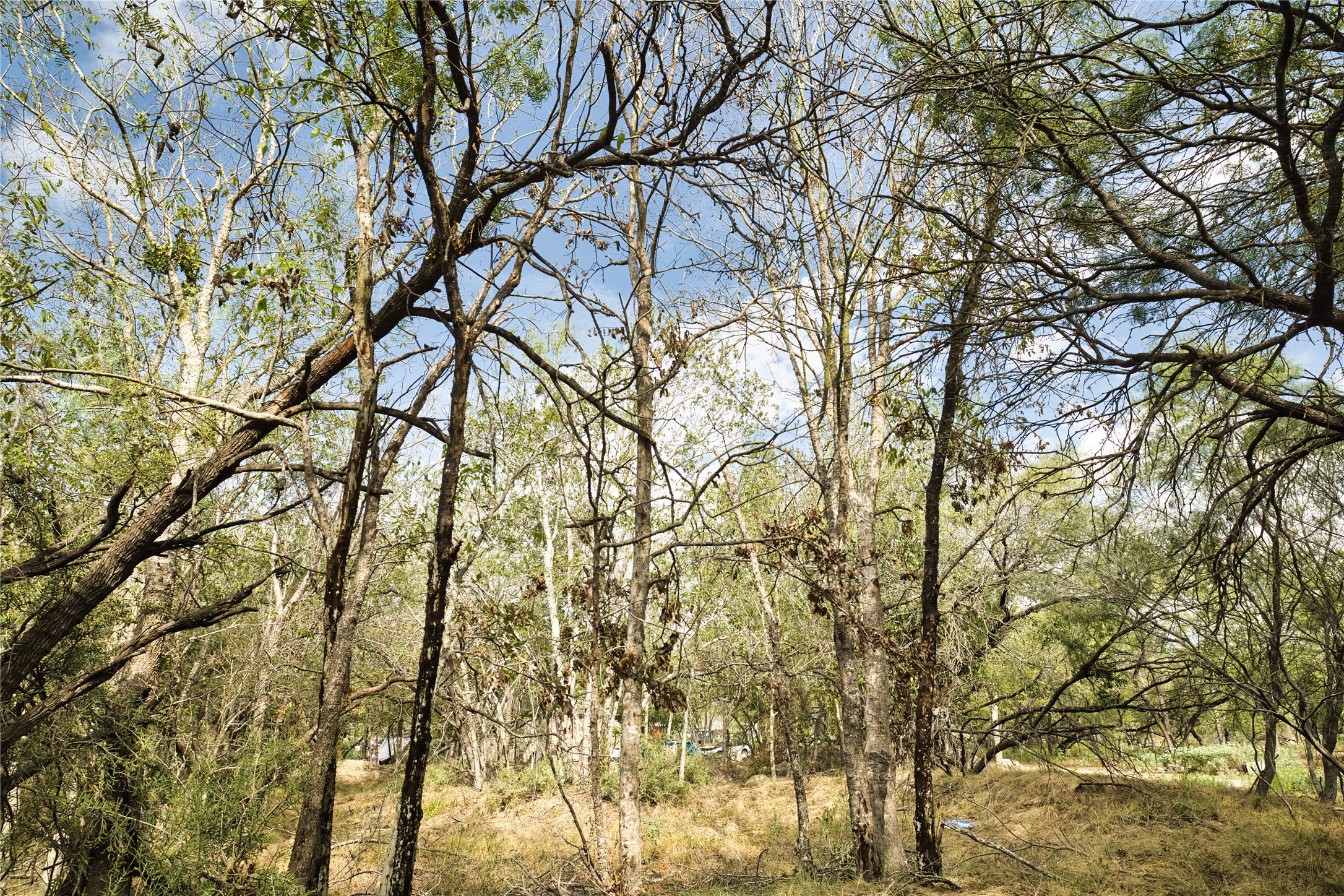 2900 Salt Flat Road Luling, TX 78648 - Photo 10 of 17 Mature trees canopy this undeveloped property offering natural privacy.