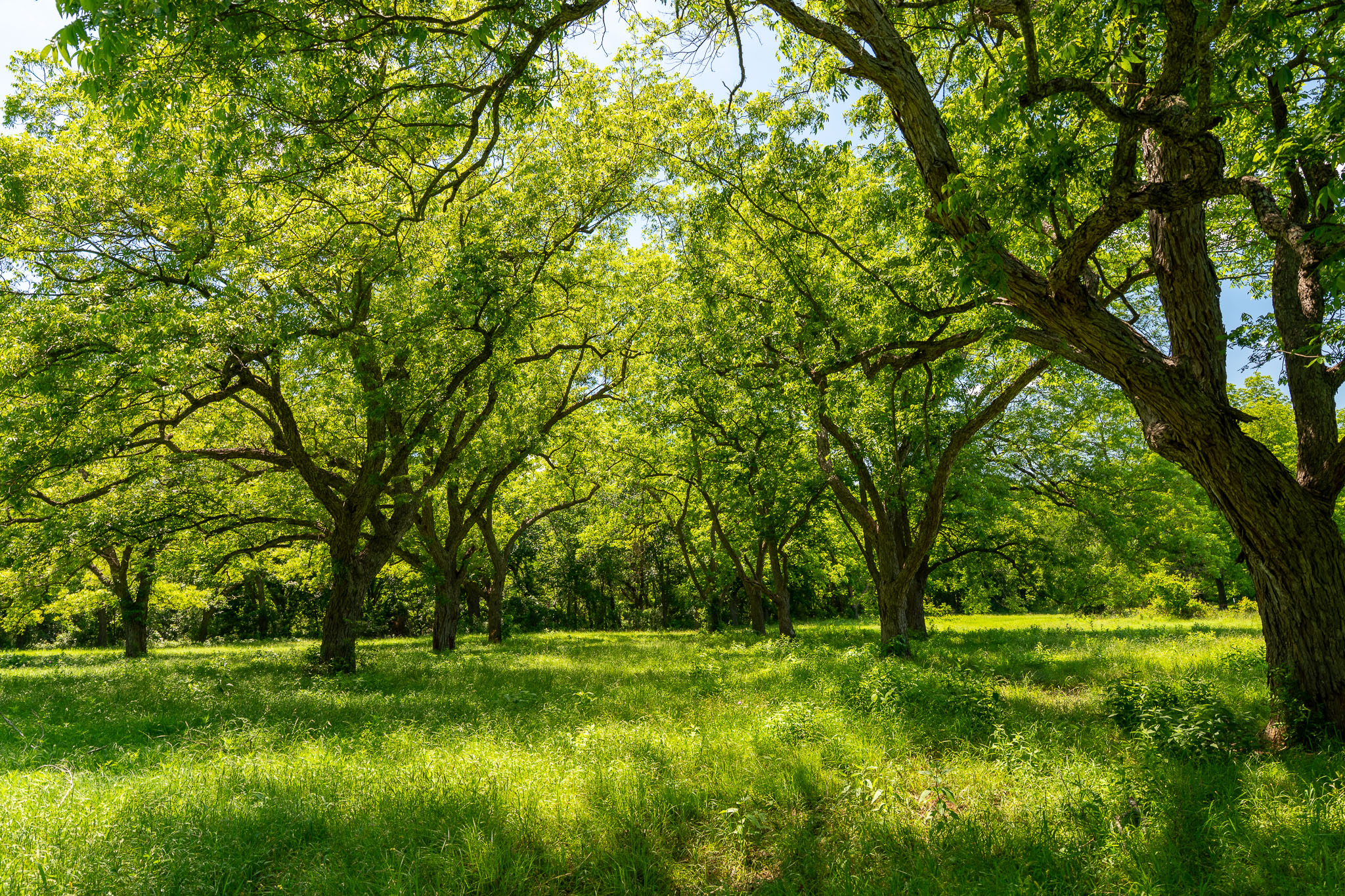 400 619th Spur Elgin, TX 78621 - Photo 10 of 40 A verdant canopy of mature trees shades a lush, sun-dappled expanse of grass.
