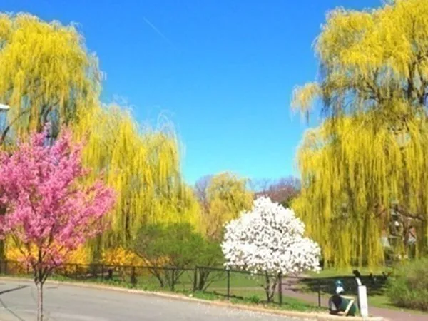 a view of a large garden