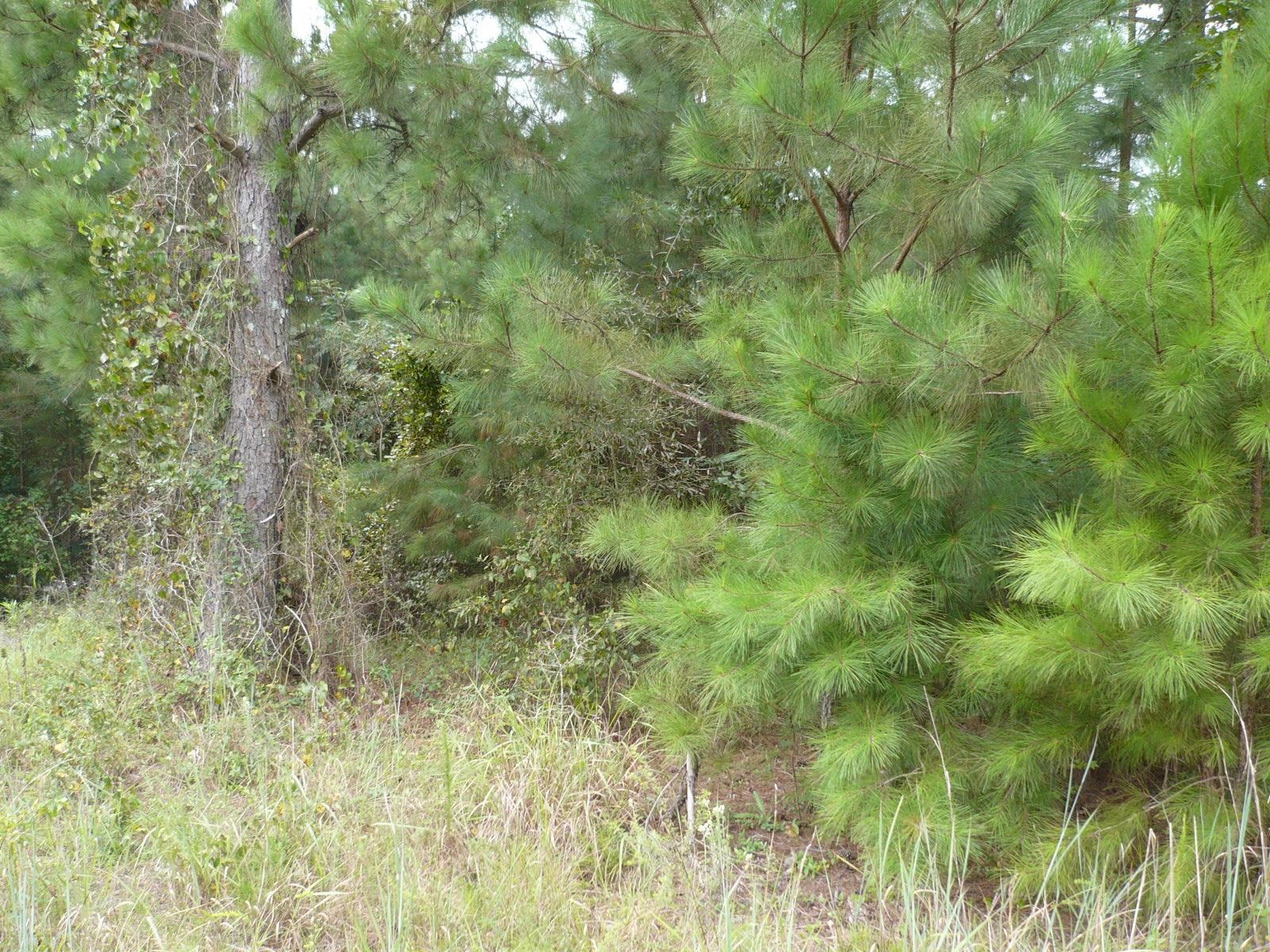 3.12-acres Cool Springs Road Fort Valley, GA 31030 - Photo 5 of 13
