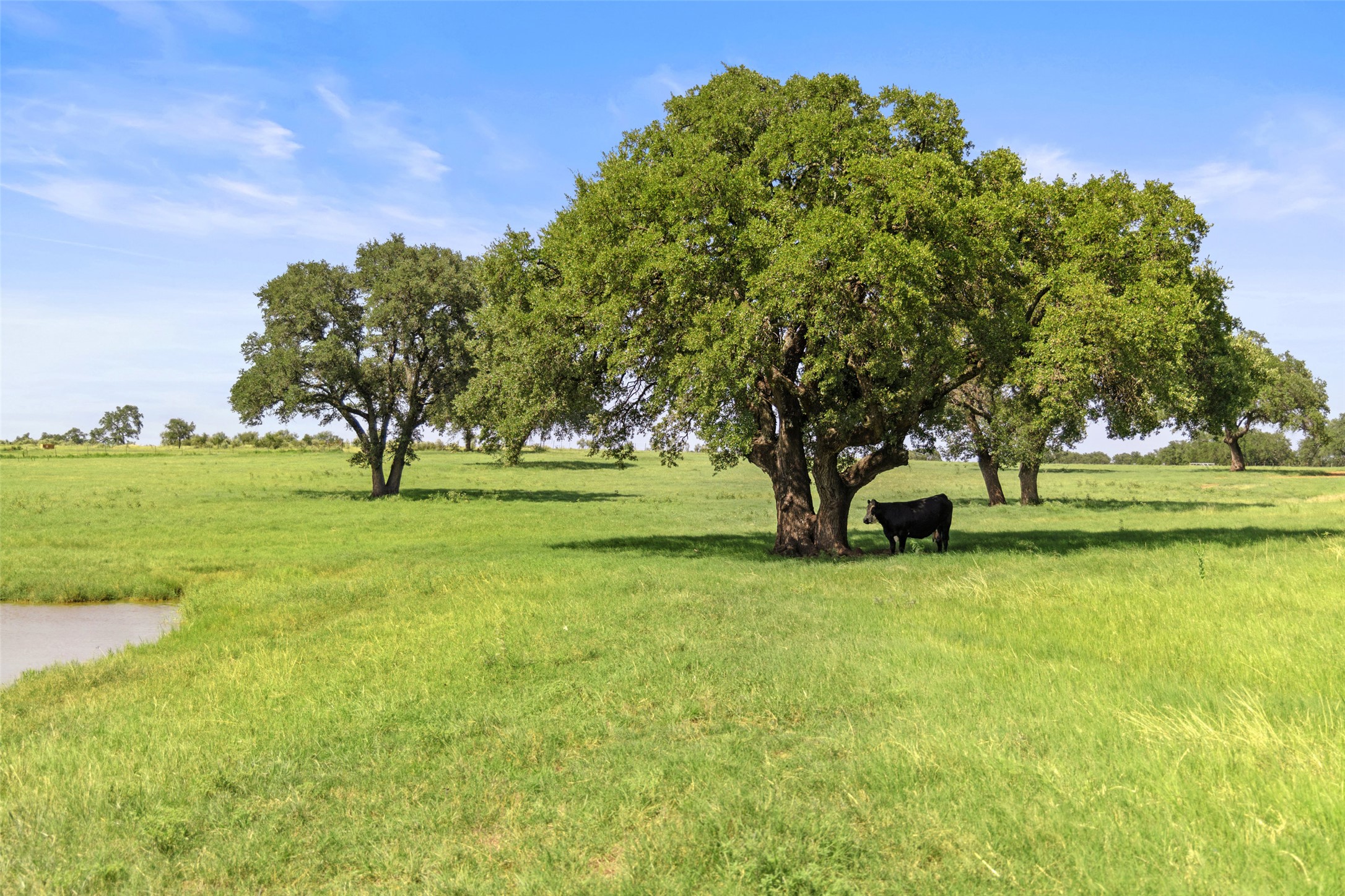 4529 Ranch Road 3347 Round Mountain, TX 78663 - Photo 22 of 36 a big yard with lots of green space