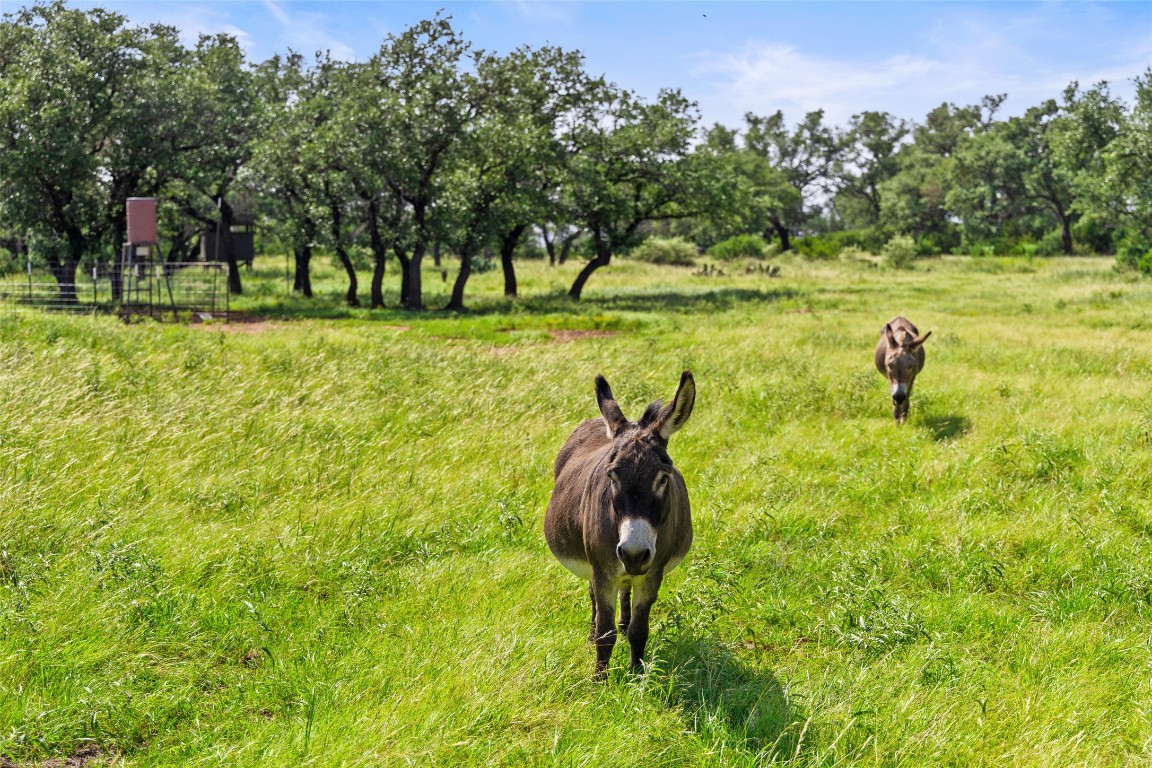 4529 Ranch Road 3347 Round Mountain, TX 78663 - Photo 34 of 36 a view of a park