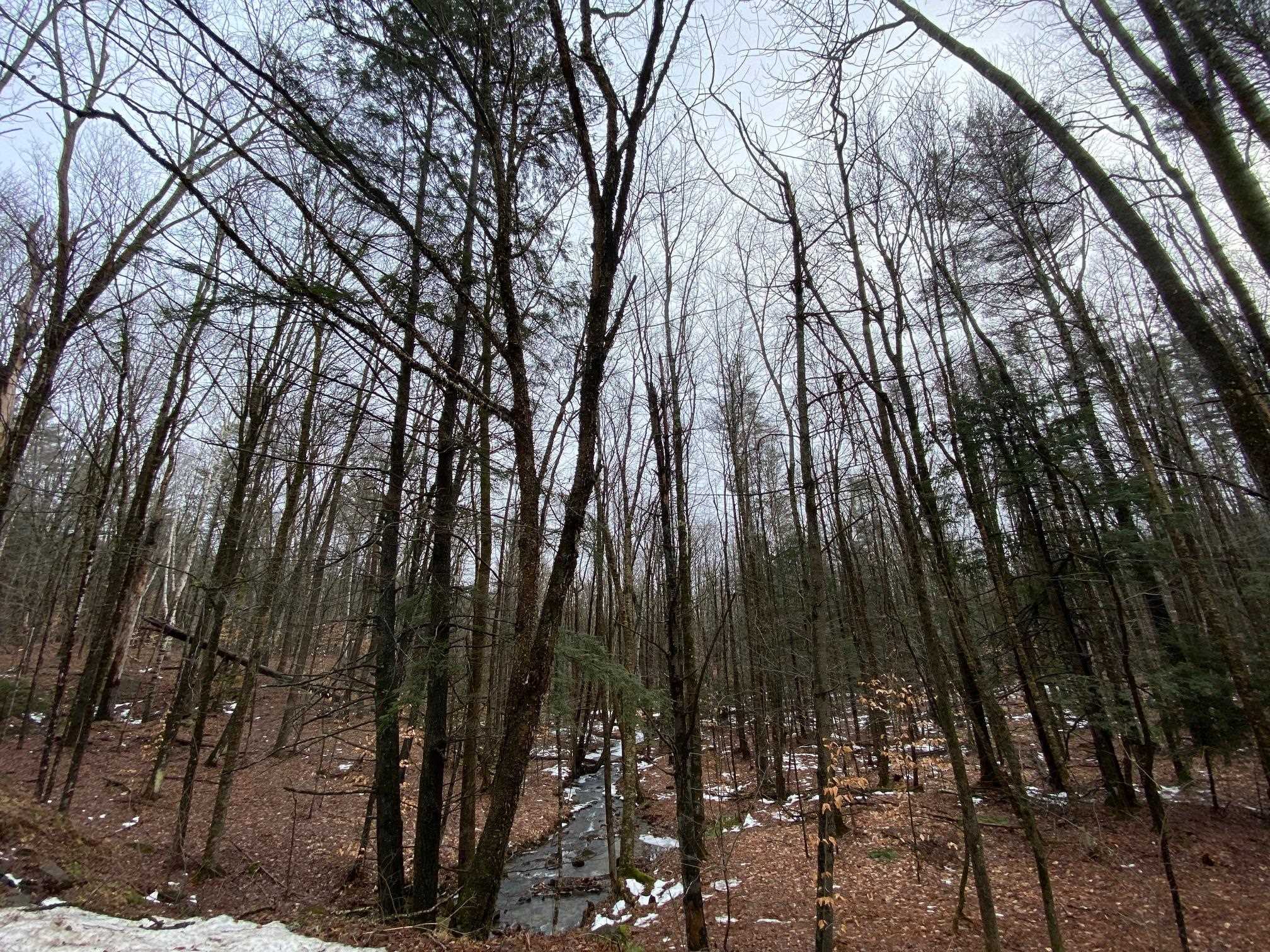0 Cold Pond Road Acworth, NH 03601 - Photo 1 of 6
