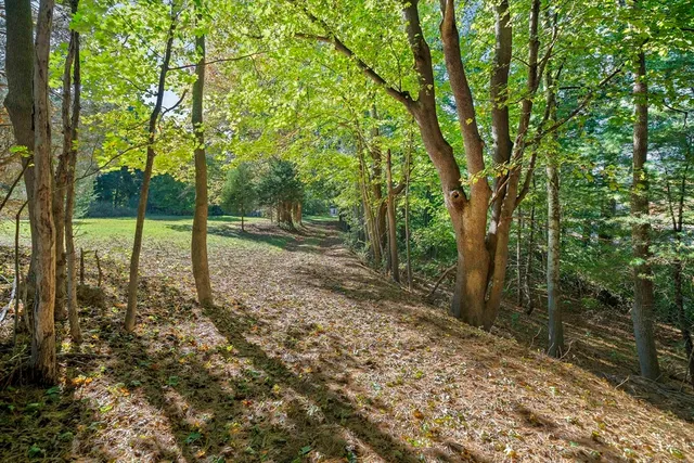 a view of a yard with a tree