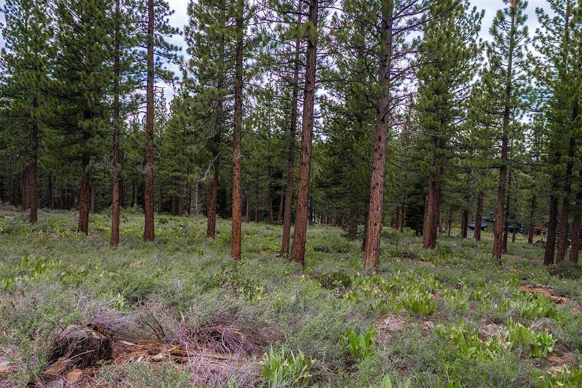 8291 Ehrman Drive Truckee, CA 96161 - Photo 3 of 17