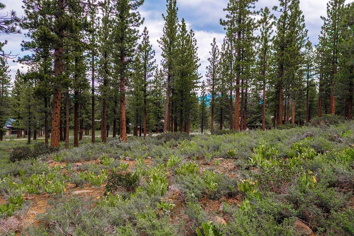 8291 Ehrman Drive Truckee, CA 96161 - Photo 4 of 17