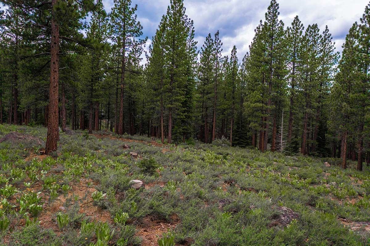 8291 Ehrman Drive Truckee, CA 96161 - Photo 5 of 17