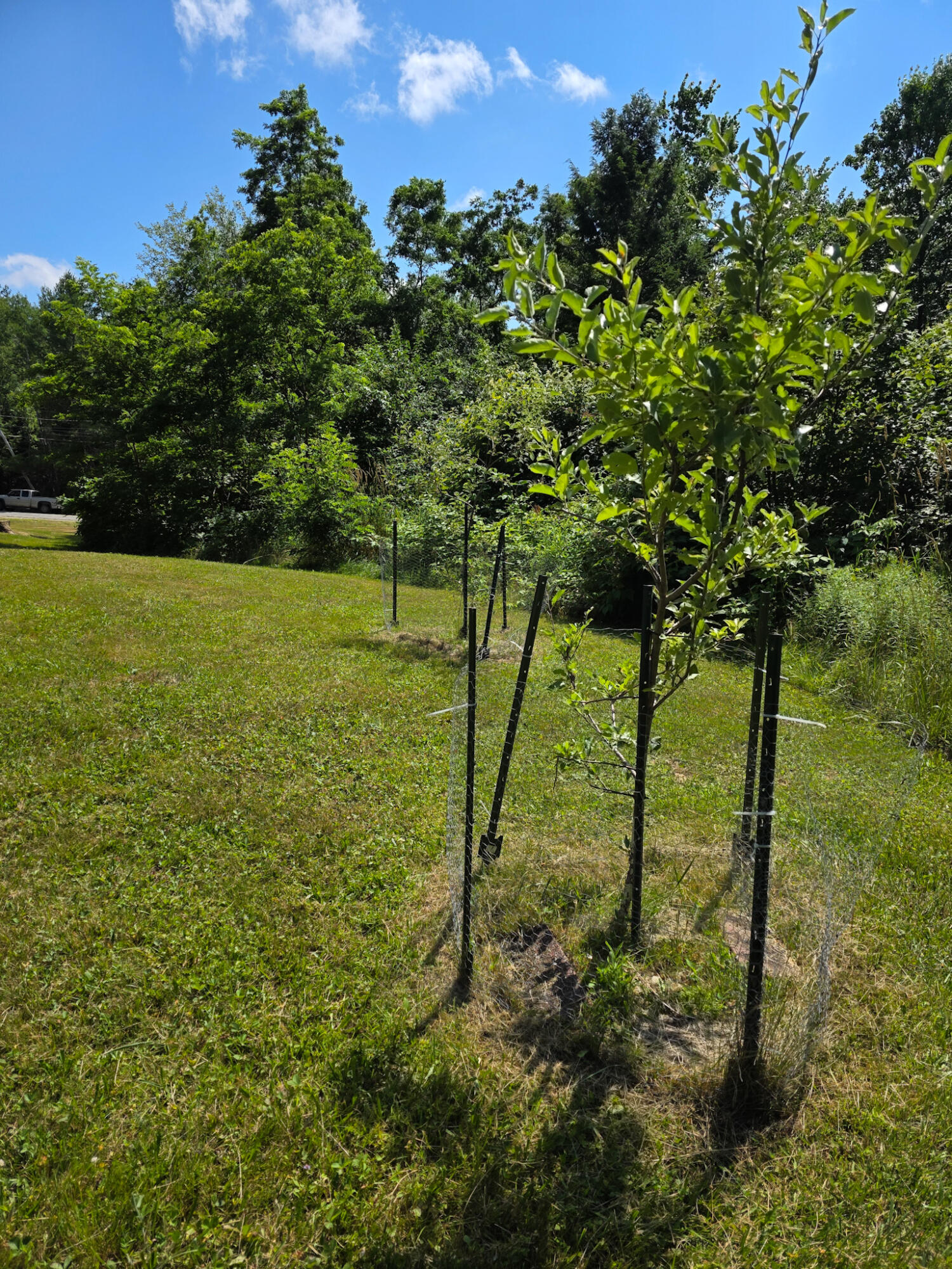 612 Main Road Hampden, ME 04444 - Photo 42 of 49 Apple Trees