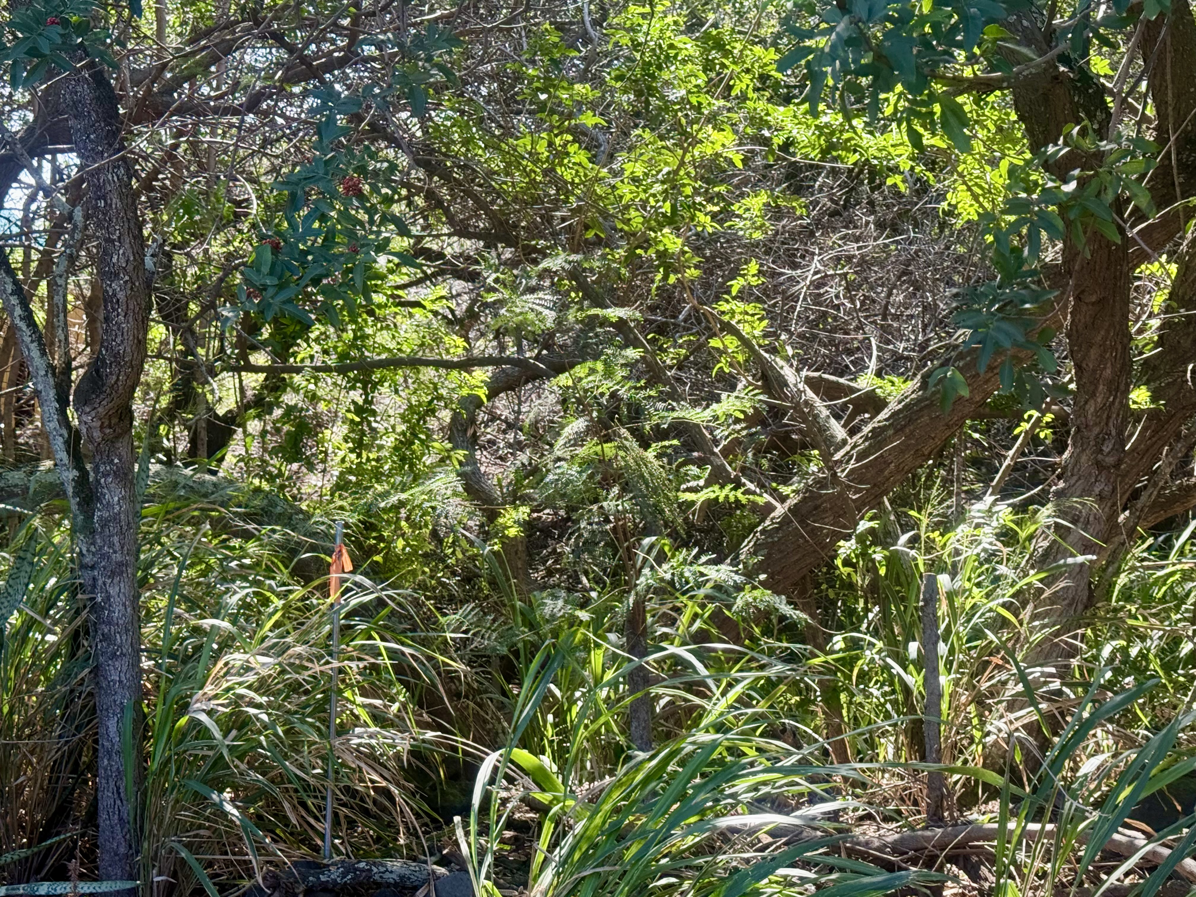 3 Pua Street Naalehu, HI 96772 - Photo 6 of 8 a view of a tree
