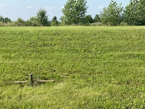 a view of a field with a tree in it