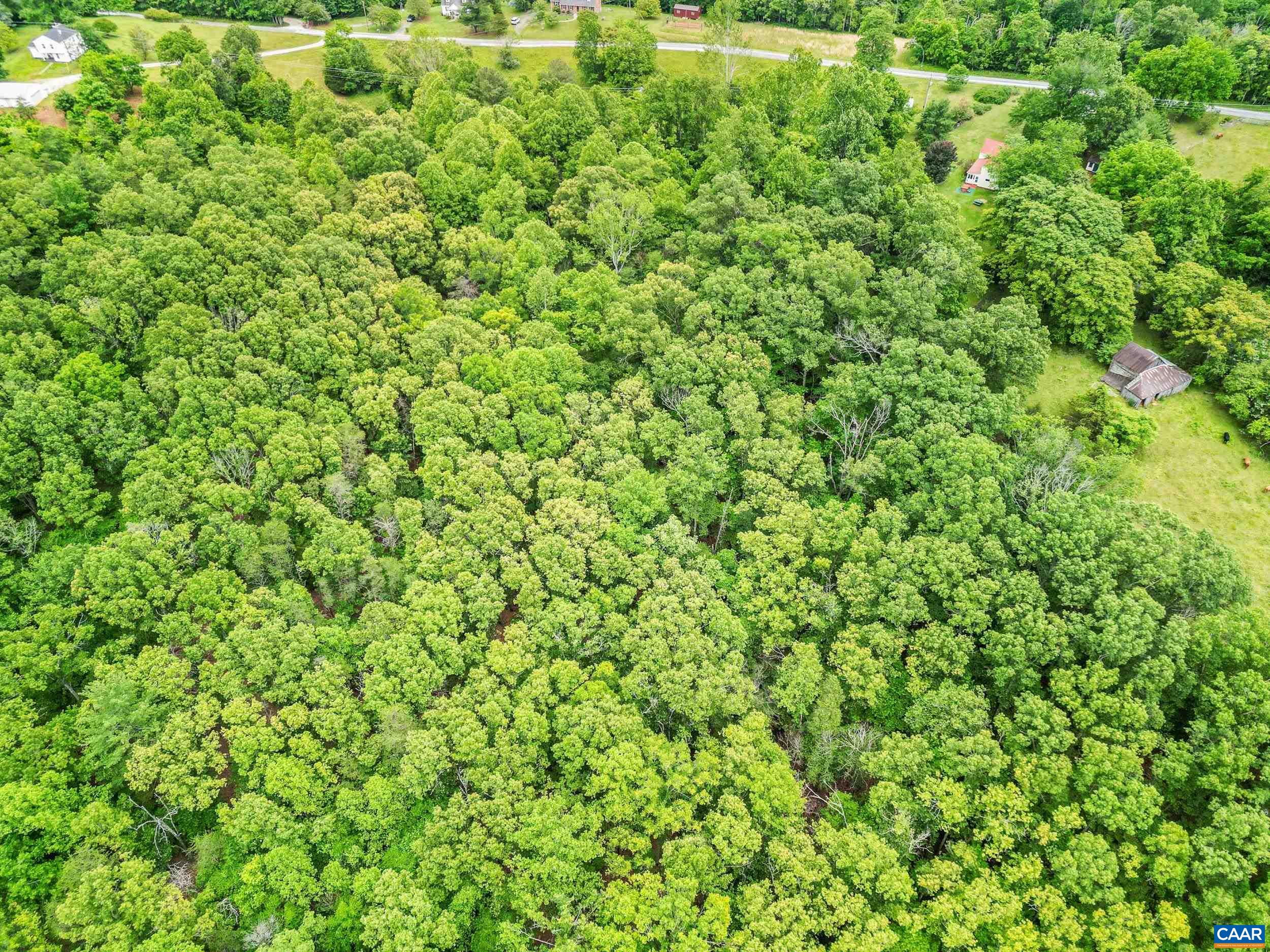 687 Gidsville Road Amherst, VA 24521 - Photo 65 of 70 a view of a lush green forest with a tree