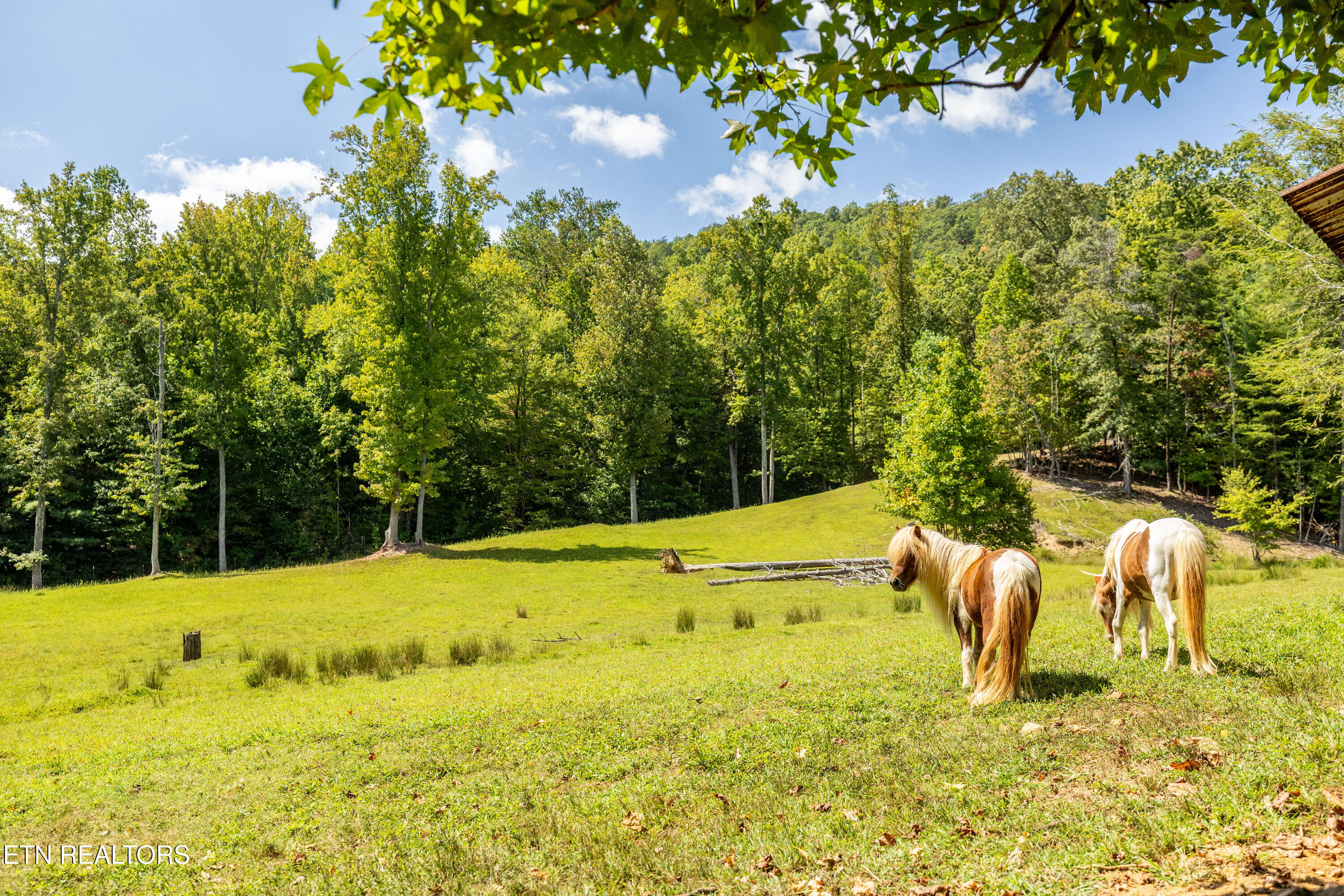575 Ironsburg Road Tellico Plains, TN 37385 - Photo 37 of 60 575IronsburgRd-38
