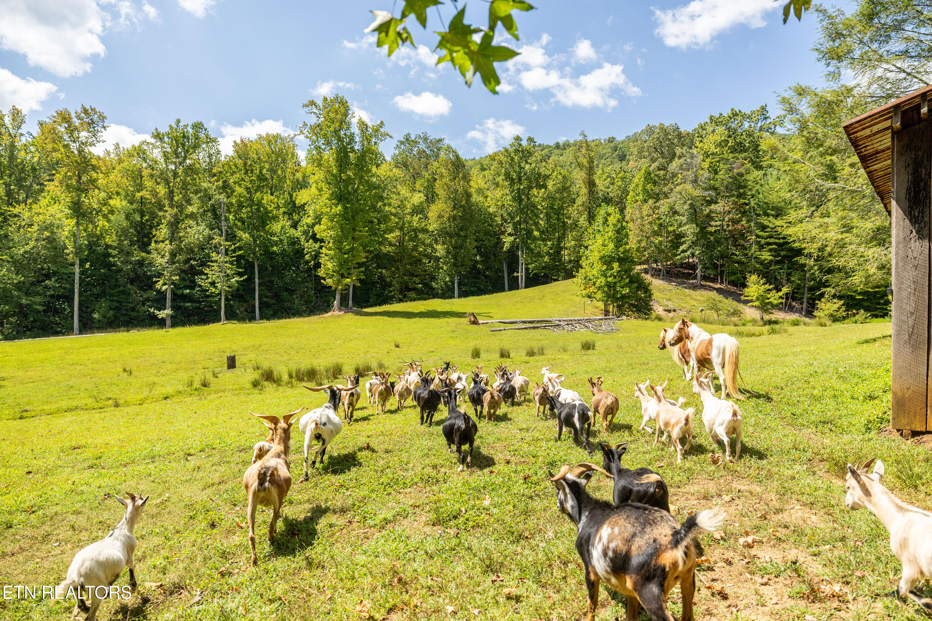 575 Ironsburg Road Tellico Plains, TN 37385 - Photo 38 of 60 575IronsburgRd-40