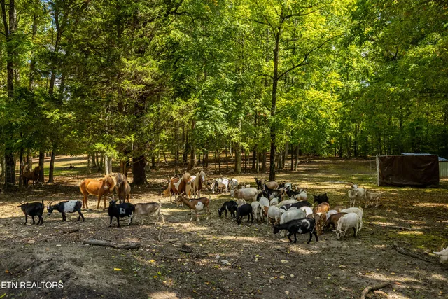 $1,199,000 | 575 Ironsburg Road, Tellico Plains, TN 37385