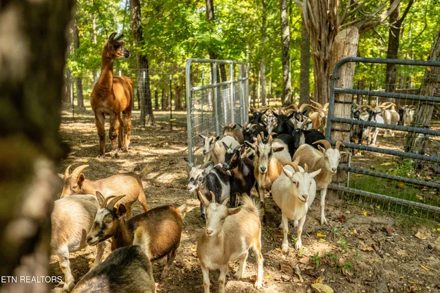 $1,199,000 | 575 Ironsburg Road, Tellico Plains, TN 37385