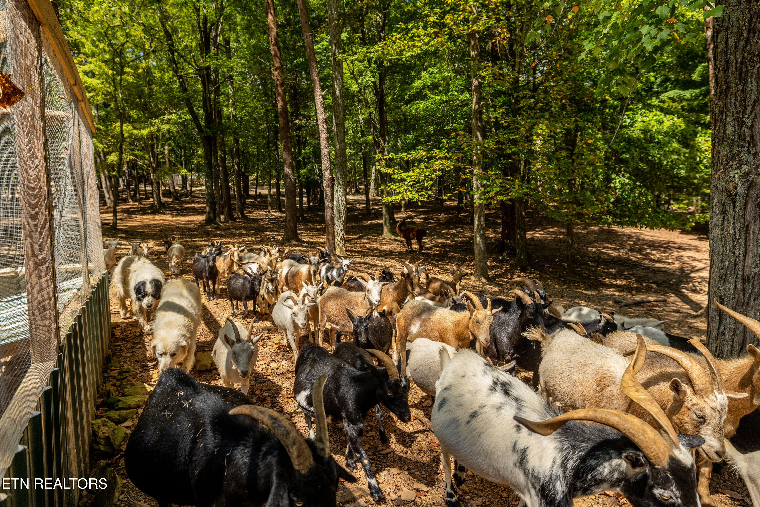 575 Ironsburg Road Tellico Plains, TN 37385 - Photo 55 of 60 575IronsburgRd-31