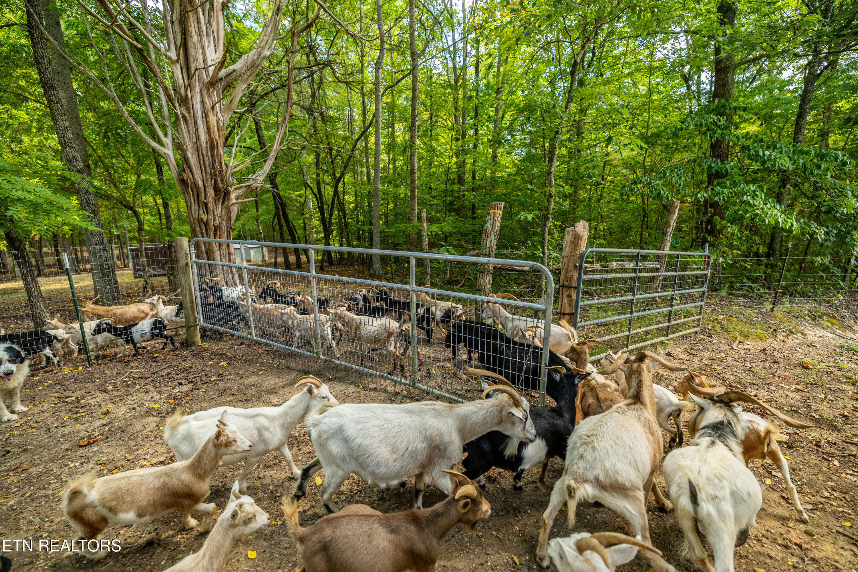 575 Ironsburg Road Tellico Plains, TN 37385 - Photo 56 of 60 575IronsburgRd-35